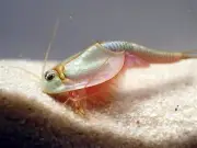 Triops Eggs/Food 'Grow Your Own' Pet Aquarium Refill Sea Dinosaur ?? ????Shrimp