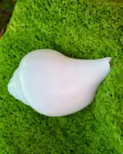3" Auspicious Hindu Sawan Havan Blowing Conch Shell Bajanewala Puja Shankh Gift