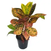 180mm Rina - Croton Codiaeum variegatum