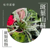 在飛比找蝦皮購物優惠-植得｜斑葉山蘇｜室內空氣淨化蕨類植物