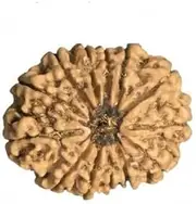 [Generic] Ganesha Arts 13 Mukhi Rudraksha from Nepal 22mm-24mm