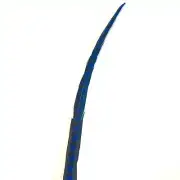 50" to 55" Reeves Pheasant Tail Feather - Royal Blue ((SECONDS))