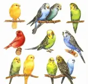 "New" 3 Paper Napkins for Decoupage/Scrapbooking/Craft--Budgie Birds