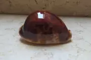 cypraea pantherina F++++F+++red sea shell 87.9mm DARK RED COLOR natural glossy