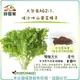【綠藝家】大包裝A62-1哇沙咪山葵菜種子 18克(約7800顆)