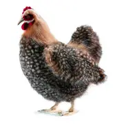Hansa Beige Hen (35cm H)