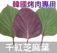 在飛比找Yahoo!奇摩拍賣優惠-花園韓國千紅芝麻葉(韓國烤肉、紅紫蘇)種子 （種子每份30顆