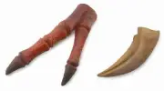 Collecta - Tyrannosaurus Rex - Claw & Hand Replica 89289