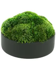 Creative Displays Rounded Moss Arrangement in Planter