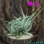 【新巧園】空氣鳳梨 雞爪 TILLANDSIA GLABRIOR