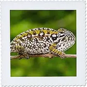 3dRose Carpet Chameleon, Chamaeleo Lateralis, in Eastern Madagascar. - Quilt Square, 6 by 6-Inch (qs_206203_2)