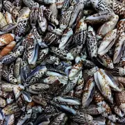 Small Gibbosa Olive Shells For Crafts Art Decor Natural Sea Shell 2 Pound