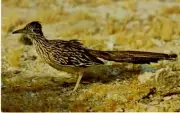 VTG Animal - The Road Runner - Clown of the West