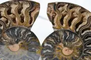 Large Black Ammonite Pair Crystals 110myo Dinoaur age Fossil 134mm 5.3" 9578cc