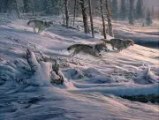 Out of the Forest I (Gray Wolves chasing American Elk) Martin Ridley Print 12x16