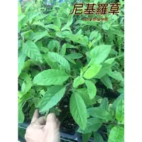 在飛比找蝦皮購物優惠-『525生態植物園』平臥菊三七 （尼基羅草）