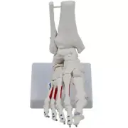 Life Size Foot Joints Anatomy Model Human Foot Joint Skeleton Model for Science