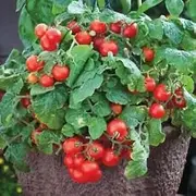 Tomato Tiny Tim 25 Seeds Dwarf 40cm Variety Great for Pots