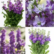 Stock - Giant Column Pacific Blue seeds