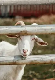 Neem 5L Goat Wash Concentrate (FREE Postage anywhere in Australia)