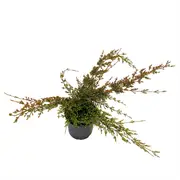140mm Fringed Myrtle Prostrate - Micromyrtus ciliata