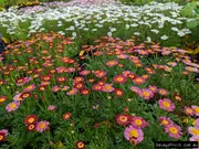 Buy Federation Daisy Flowers Red, White, Pink Argyranthemum frutescens
