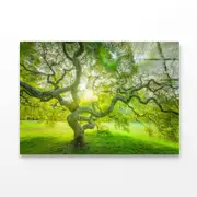 Japanese Maple Tree Print 100% Australian Made 120 x 90cm (Acrylic)