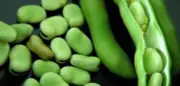 Fresh green beans 2025 from Palestine, ready to eat, kilo of beans