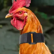4 Pcs Rooster Crow Neck Belt Collar Anti Crowing Collar