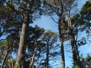 阿雷胡耶山林小屋