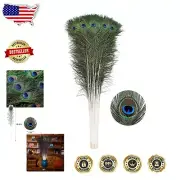 20 Natural Long Peacock Feathers (40-45in) - Perfect for Weddings & Crafts