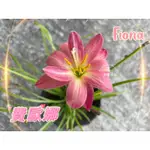 (一意孤行園）風雨蘭💖新品自育風💖費歐娜FIONA