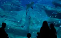 在飛比找KLOOK 客路優惠-巴黎水族館門票