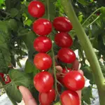 聖女果種子 超甜聖女果種子 陽臺四季盆栽西紅柿種子 櫻桃小番茄
