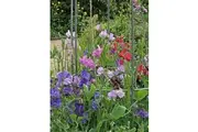 SWEET PEA 'Bijou Mix' / DWARF seeds *Scented*