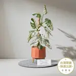 知音文創 白斑龜背芋紙模型 紙植栽雷射材料包 DIY模型 植物模型【金興發】