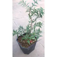 在飛比找蝦皮購物優惠-日本 姫性 香水梅 /4.5吋～細葉白花頂級盆景素材