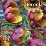 【未稀釋/原精】BORONIA ABSOLUTE 波羅尼花原精  調香原料 擴香香氛 香精 蠟燭皂材香料