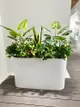 仿真植物盆景 辦公室裝飾 龜背葉仙人掌混搭花箱 人造植物擺放 (7.7折)