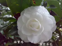 在飛比找Yahoo!奇摩拍賣優惠-【盛宏茶花】茶花品種︱7吋盆原棵茶花︱白寶塔