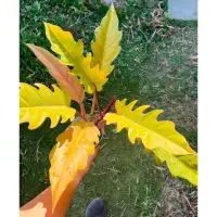 在飛比找蝦皮購物優惠-(艾比花園)神鋸蔓綠絨 Philodendron lacer