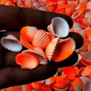 Orange Ark White Shells For Crafts Art Decor Natural Seashell approx. 1000 pcs