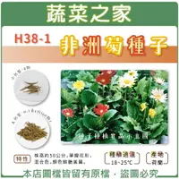 在飛比找樂天市場購物網優惠-【蔬菜之家】H38-1.非洲菊種子(共兩種包裝可選)