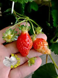 在飛比找樂天市場購物網優惠-[豐香草莓苗 蜂香草莓苗] 5-6寸盆 最常見的草莓品種 ～
