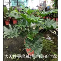 在飛比找蝦皮購物優惠-花花世界-襯景植物**大天使蔓綠絨(無肉身)**-羽裂蔓綠絨