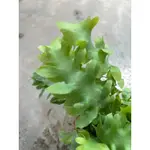 植系青屬-齒葉藍星蕨/羽裂藍星蕨/觀葉植物/雨林植物/三吋盆