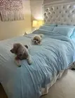REST Evercool Flat Sheet Only King Size, Breathable Luxury Bedding Open Box