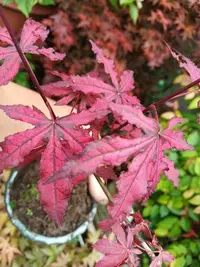 在飛比找Yahoo!奇摩拍賣優惠-造型漂亮的老粗頭日本品種紅楓樹槭樹名字叫天城時雨，全年大部份
