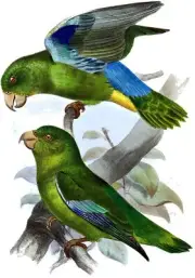 Parrot Birds Accent Tile Mural Kitchen Bathroom Wall Backsplash Marble Ceramic