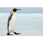 Save 5.00%! Falkland Island Small Group Tour